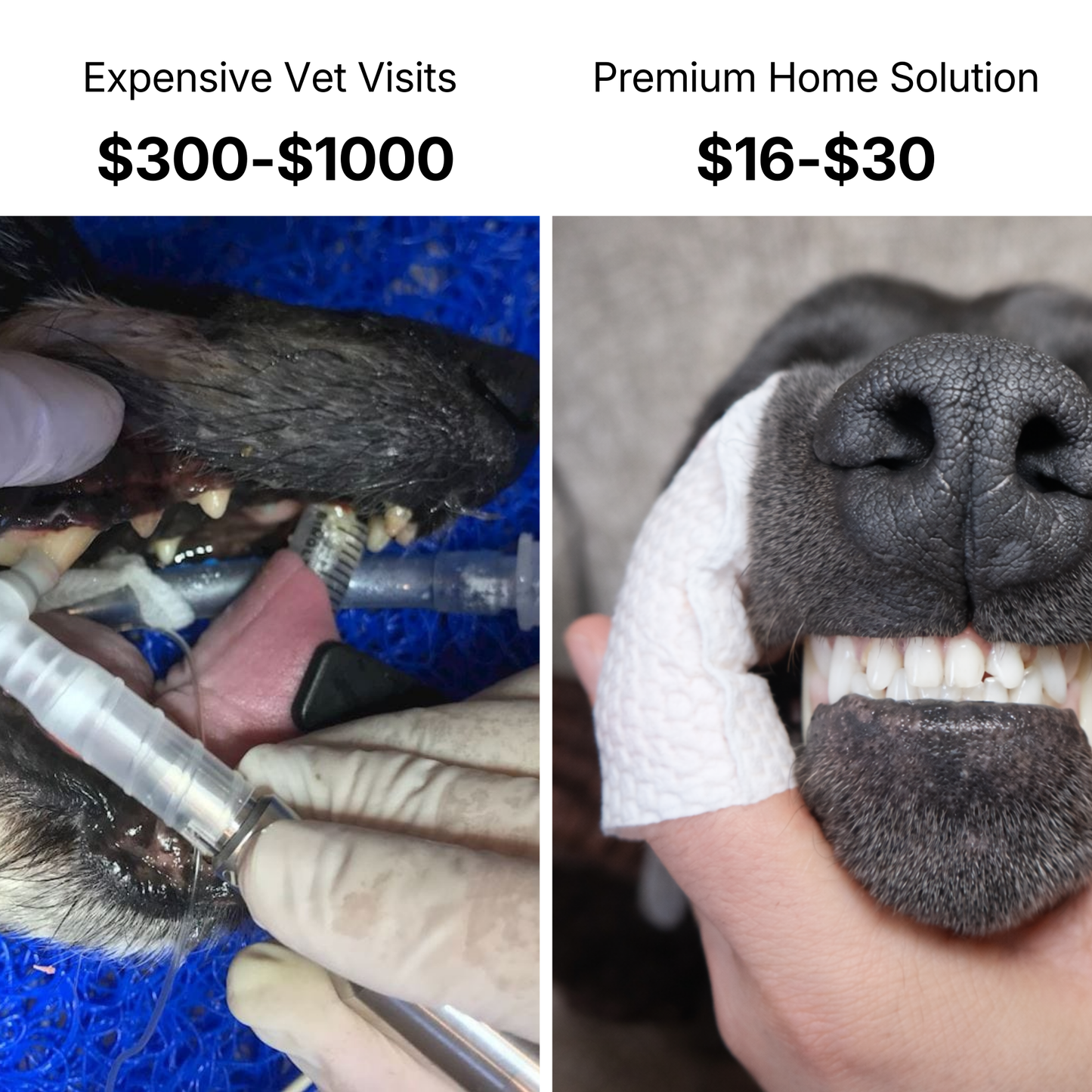 Clean Teeth Finger Wipes