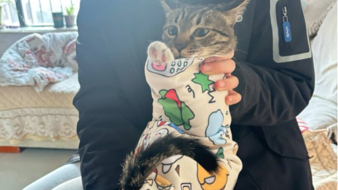 person holding a cat in cozy cat wrap for easy nail trimming
